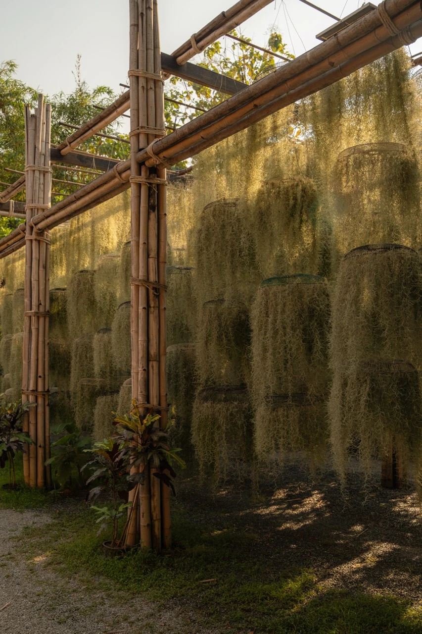 Greenery hanging from a bamboo structure